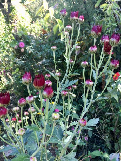 FFB0E37F-36B1-480E-BCA7-FF82FF5E8649 - Crizanteme 2018