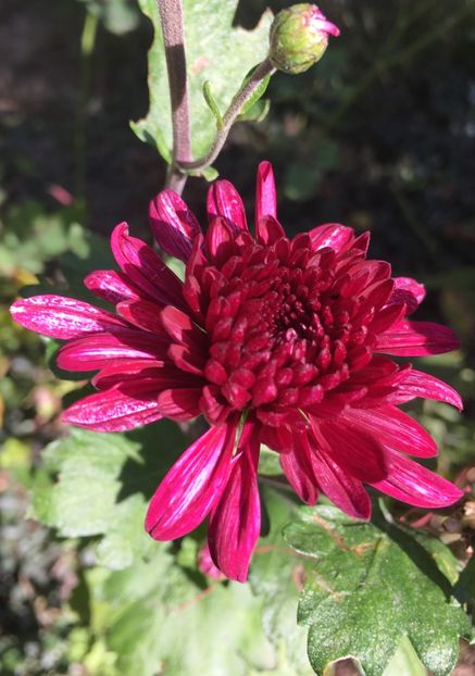 între Dame și samba - Crizanteme 2018