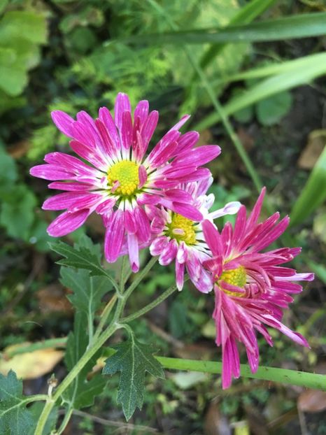 792AB2F3-E9FE-4A36-97A4-531EAC280CDA - Crizanteme 2018