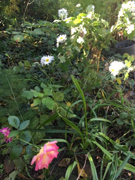 1F6D1A00-24DF-47CB-9AAF-80A8549F3487 - Crizanteme 2018