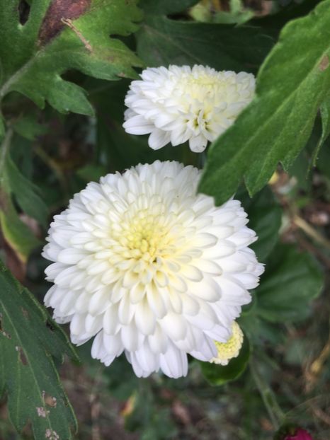 185D21D5-6022-4A25-954C-A9DD353F04DF - Crizanteme 2018