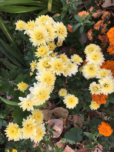 7F0106A9-A879-4E12-B073-A6AD7E9057F6 - Crizanteme 2018