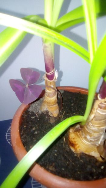 Oxalis Triangularis - 2 NOUTATI în colecția mea - 2018 -2019