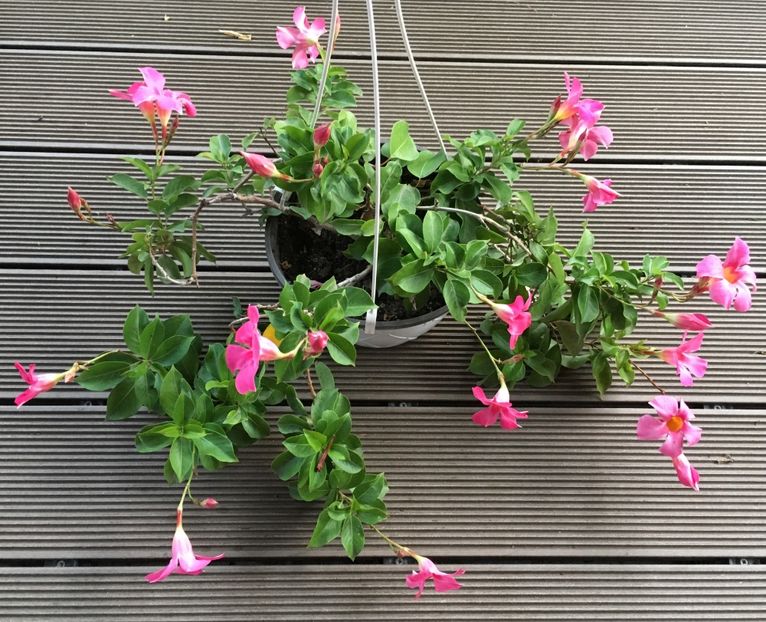 807A8F03-4608-468F-9100-23D31DA2A395 - Mandeville 2018