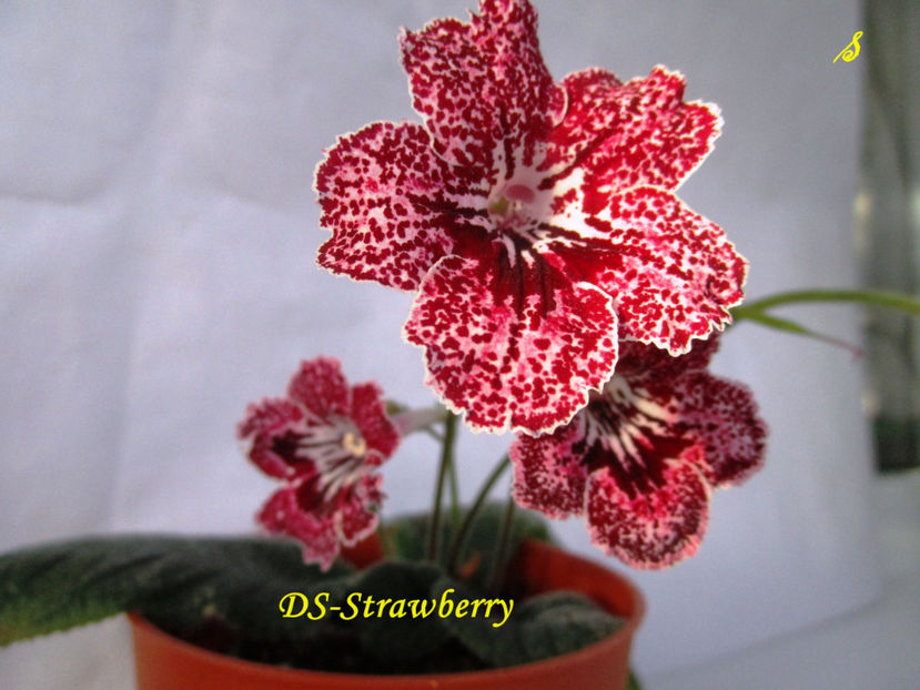 DS-Strawberry(29-x-2018) - Streptocarpusi 2018