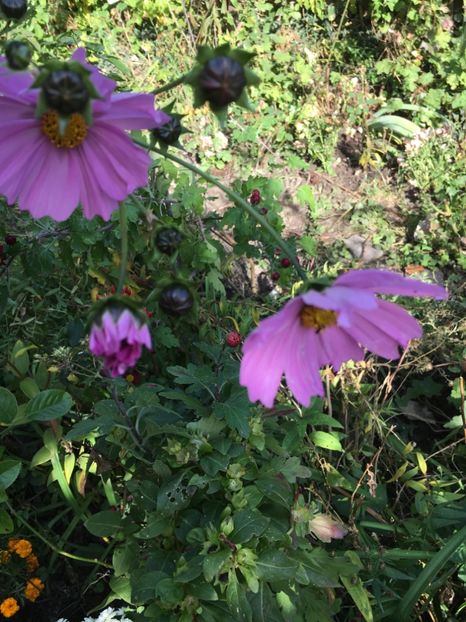 097BE764-3EE1-4115-8A3E-2655A65741FE - Octombrie