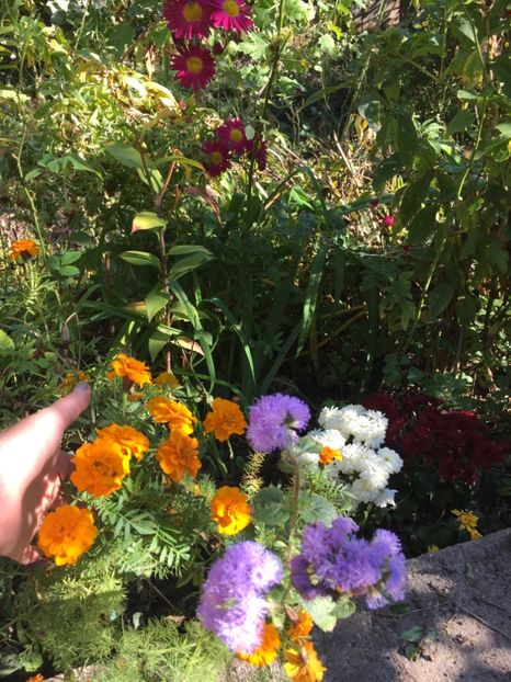 9B57BD44-0F81-4F96-B35A-86170740352C - Octombrie