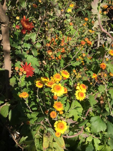 DF67787C-CCA3-467D-A273-5B72B644F401 - Octombrie