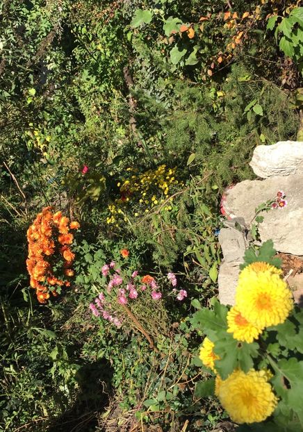 58FD8821-CA0E-40D2-9345-E5E0C39F371E - Octombrie