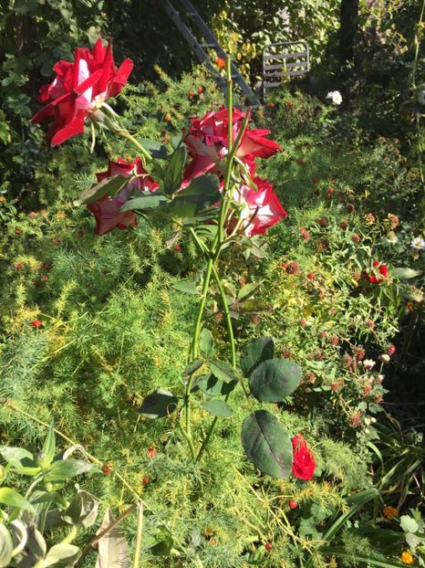 A5A092B6-BCED-4BCE-AD5B-9B55B281E680 - Octombrie