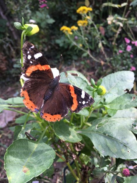 B6BA1ABE-7D51-474F-A51B-3F8DCBB4CDB3 - Octombrie