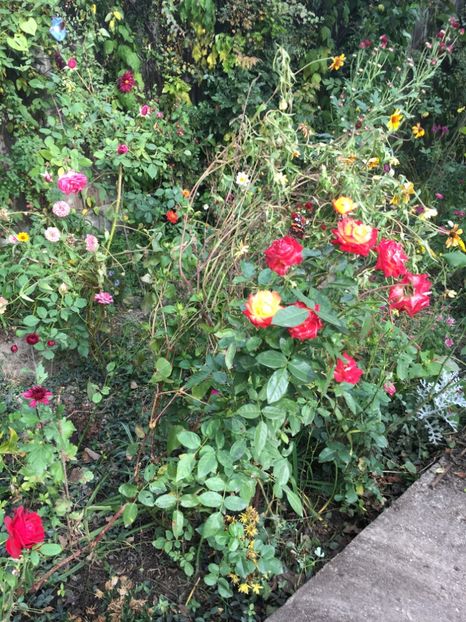 DAFAA216-6FF7-4105-8E68-AAD4576DBC80 - Octombrie