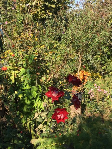 D782F530-E025-40DA-B964-FB9863D5C6C2 - Octombrie