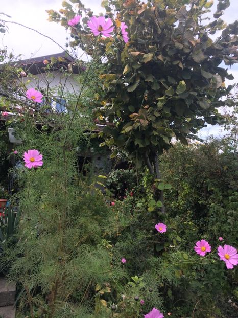 4789E8A4-88BA-44C9-BC39-1B557E1FB105 - Octombrie