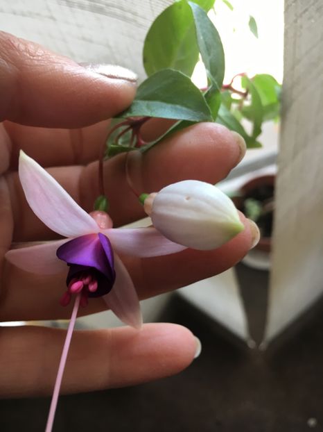 AFEC4844-D744-4565-80D3-DCDA0A487E08 - Fucsii 2018