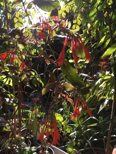 9DD5D85D-8E36-4443-829A-8E150766D19B - Fucsii 2018