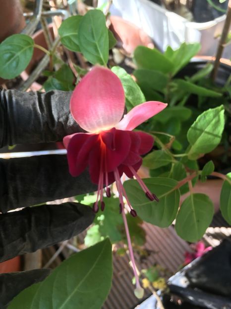 40E2A900-DD3E-4333-A0C2-81CD958A2F59 - Fucsii 2018