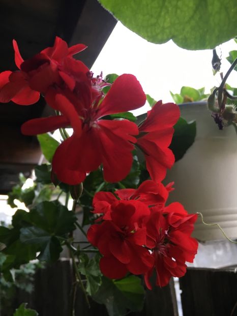 42045AAD-EC1B-4C94-A1D4-32086BCC548B - Muscate 2018