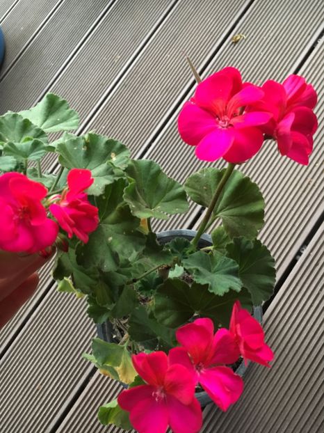 4F1EF326-A97F-407F-AF3E-1ADB90414680 - Muscate 2018