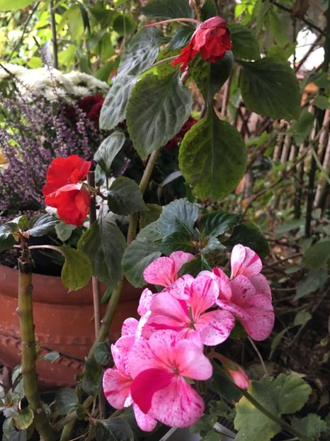 71282457-40D0-4560-8D38-F90707CBE8BF - Muscate 2018