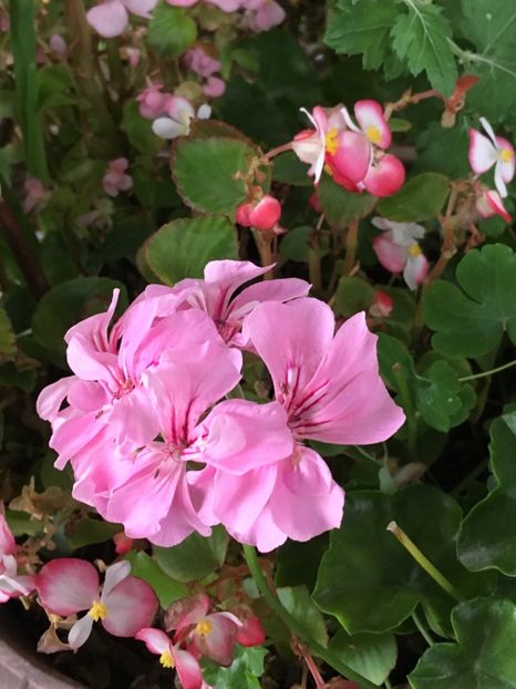 08A57790-1915-4016-88F8-F29431DB52A1 - Muscate 2018