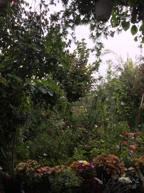 E894CE96-A17F-4361-8171-369484942ADE - Octombrie