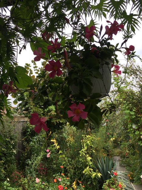 8C87EC64-FA81-42C0-A3FA-89BD6D820A61 - Octombrie