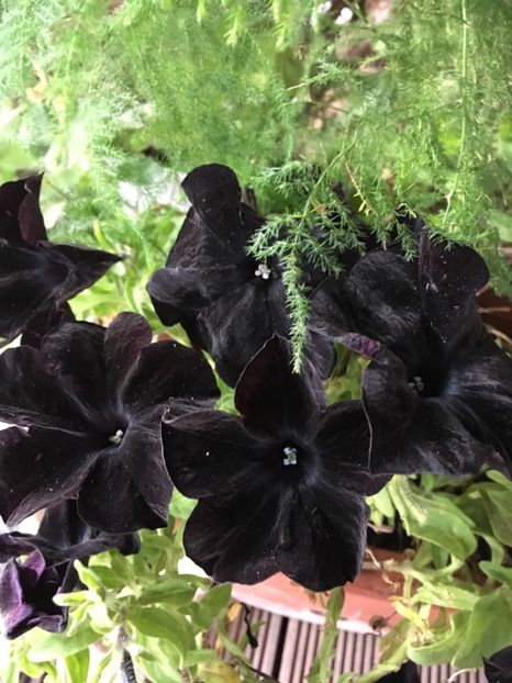 5A1EC000-66EE-40AF-98BF-C3FE777DE155 - Octombrie