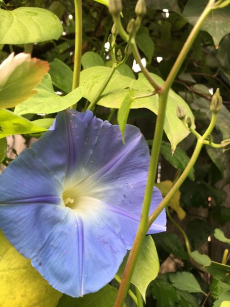 D3047ED2-61A8-4B50-9C51-5ED78FD99AF1 - Octombrie