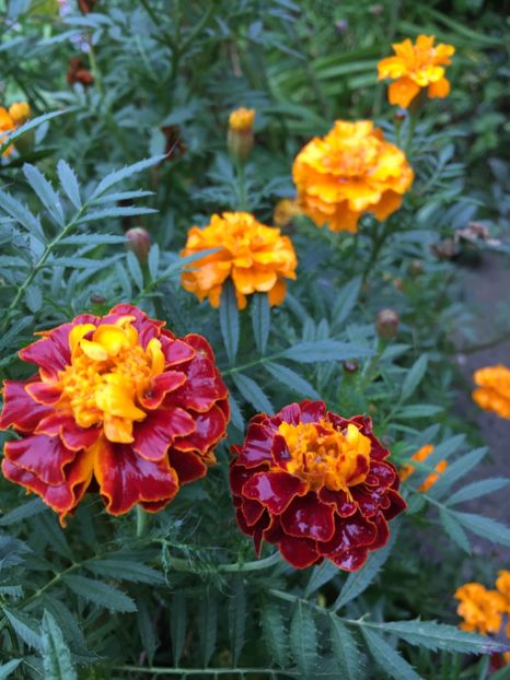 93A2E9C5-B3EB-4BE1-895B-E8F70D0C7ED8 - Octombrie