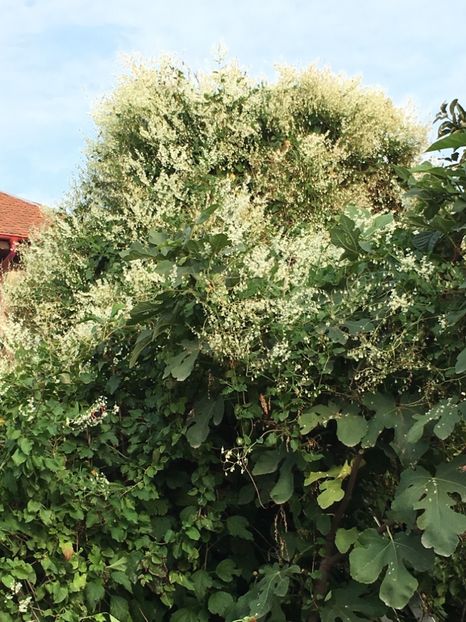 FB9FA5B4-0411-4E23-8D47-B167C59286AE - Octombrie