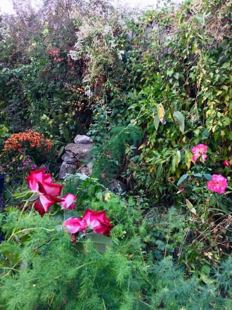 A6D4311F-0152-40BC-B137-0D3504F35391 - Octombrie