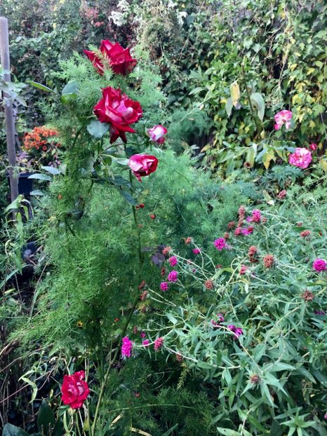 94626D14-17CA-4C8D-8A2E-008A83FBCD3A - Octombrie