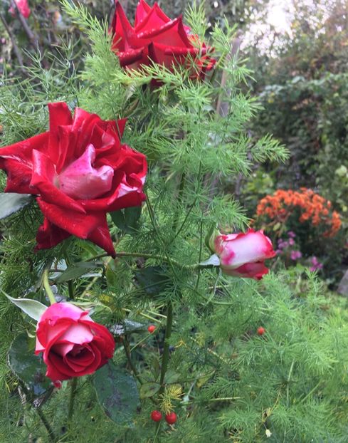 8BE91C24-BA56-46B2-9BA1-A3AC25D31191 - Octombrie