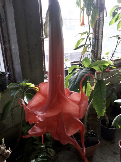  - brugmansii 2018 2