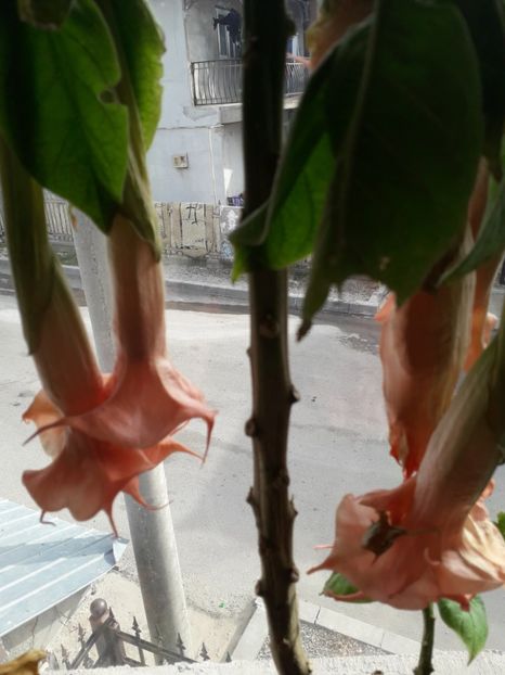  - brugmansii 2018 2