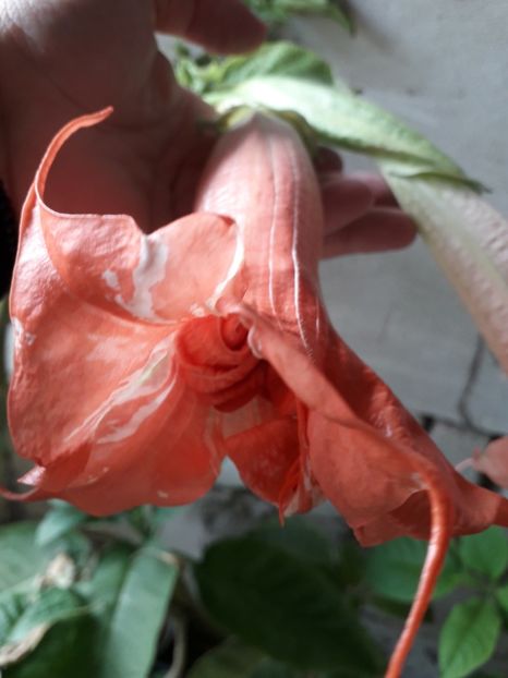  - brugmansii 2018 2