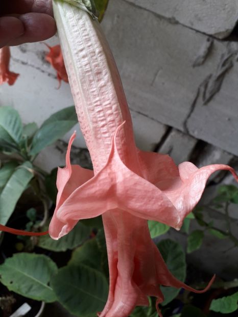  - brugmansii 2018 2