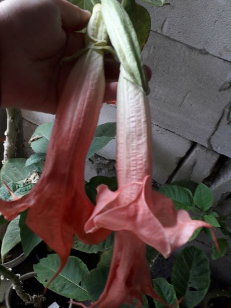  - brugmansii 2018 2