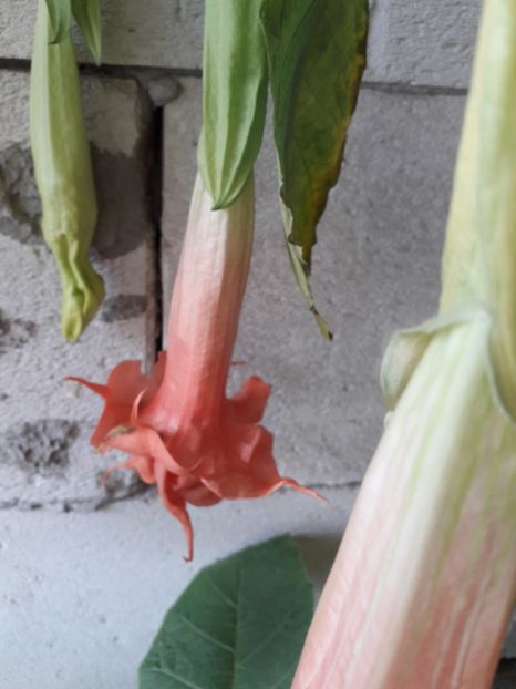  - brugmansii 2018 2