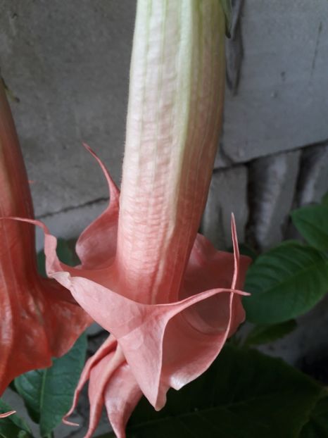  - brugmansii 2018 2