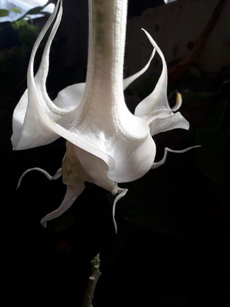  - brugmansii 2018 2
