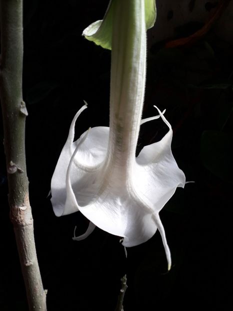  - brugmansii 2018 2