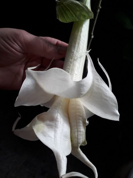  - brugmansii 2018 2