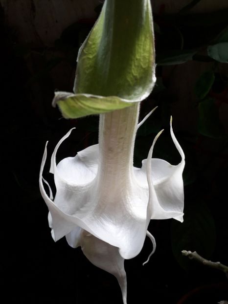  - brugmansii 2018 2