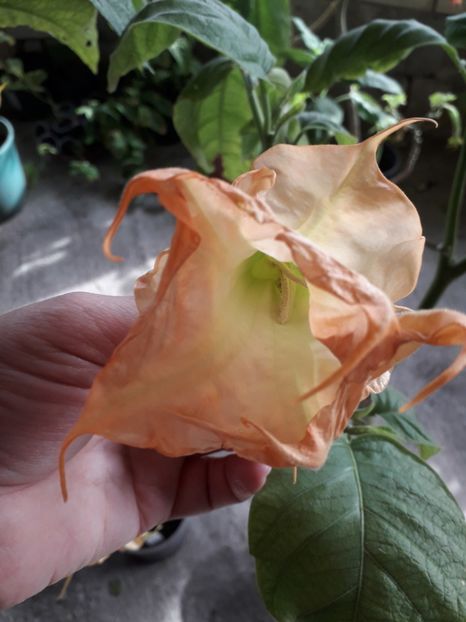  - brugmansii 2018 2