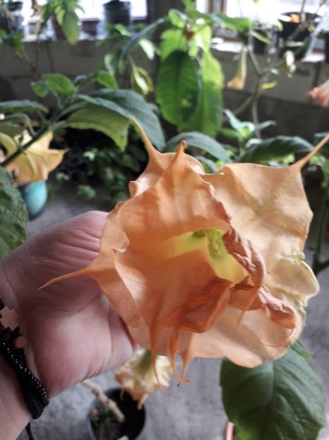  - brugmansii 2018 2