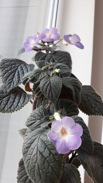  - R19 - Tyche xachicodonia