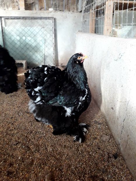  - Pui - tineret 2018