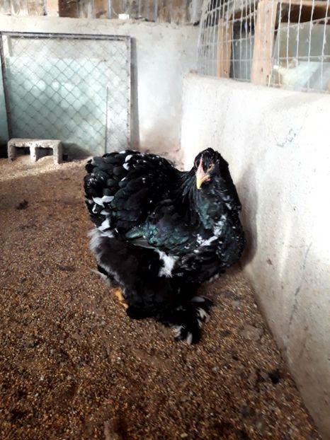  - Pui - tineret 2018